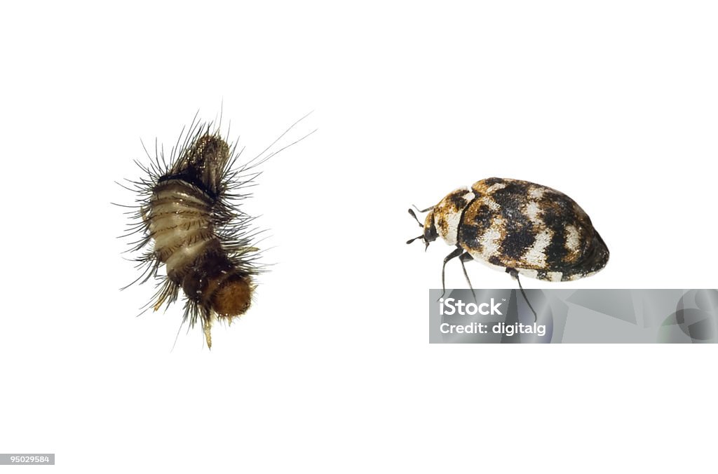 エンディコットアーム甲虫とはベア - カーペットのロイヤリティフリーストックフォト