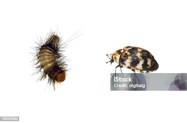 エンディコットアーム甲虫とはベア - カーペットのストックフォトや画像を多数ご用意 - カーペット, 甲虫類, 幼虫