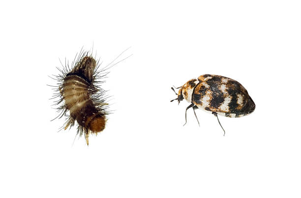 Carpet Beetle and Woolly Bear  beetle stock pictures, royalty-free photos & images