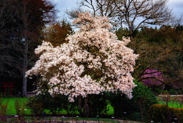 victoria, bc - 9 de abril: la muestra de los jardines de butchart en 09 de abril de 2018 en victoria. butchart gardens es un grupo de exhibición floral jardines de la victoria y se convierte en sitio histórico nacional de canadá. - buchart gardens fotografías e imágenes de stock