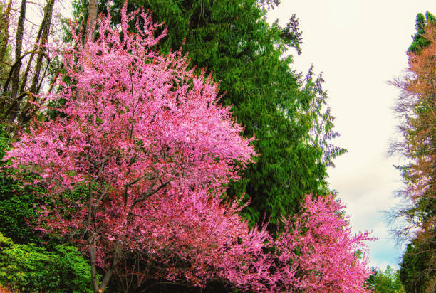 victoria, bc - 9 de abril: la muestra de los jardines de butchart en 09 de abril de 2018 en victoria. butchart gardens es un grupo de exhibición floral jardines de la victoria y se convierte en sitio histórico nacional de canadá. - buchart gardens fotografías e imágenes de stock