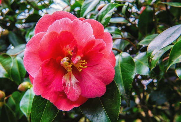 victoria, bc - 9 de abril: o sinal dos jardins de butchart, em 9 de abril de 2018 em victoria. butchart gardens é um grupo de exposição floral jardins em victoria e isso torna-se o sítio histórico nacional do canadá. - buchart gardens - fotografias e filmes do acervo