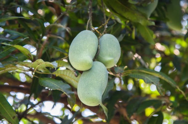 istock green mangoes hanging on tree closeup shot. 950296378