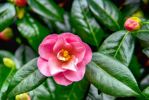 victoria, bc - april 9: the sign of the butchart gardens on april 9, 2018 in victoria. butchart gardens is a group of floral display gardens in victoria and it becomes national historic site of canada. - buchart gardens imagens e fotografias de stock