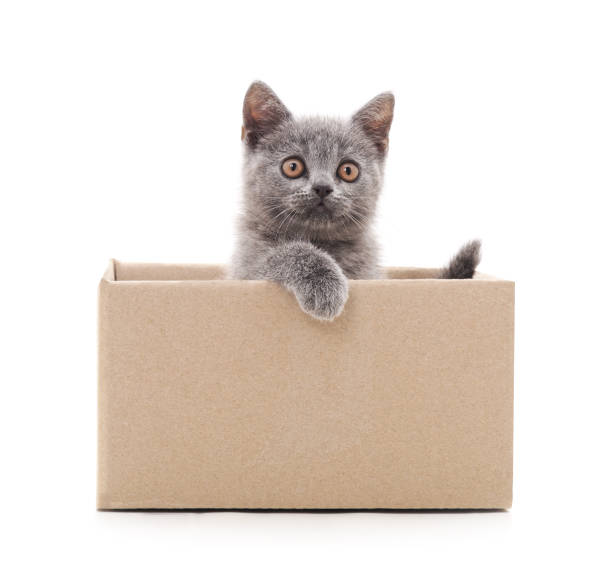 istock Little cat in the box. 950299678