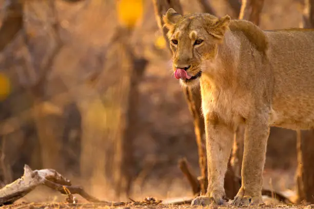 The Asiatic lion is a lion population in Gujarat, India, which is listed as Endangered on the IUCN Red List because of its small population size. Since 2010, the lion population in and around Gir Forest National Park has steadily increased.