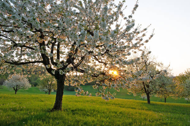 Cherry tree in the morning sun
