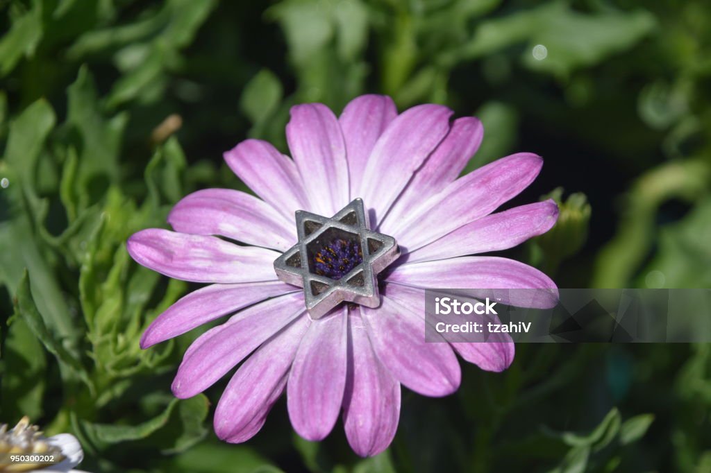 Estrella De David En Una Flor Foto de stock y más banco de imágenes de Estrella de David - Estrella de David, Flor, Arte - iStock Estrella De David En Una Flor Foto de stock y más banco de imágenes de Estrella de David - Estrella de David, Flor, Arte - iStock