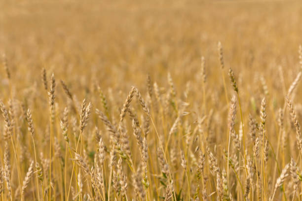 istock Yellow grain ready for harvest growing in a farm field 950300358