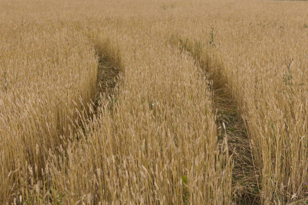 istock Yellow grain ready for harvest growing in a farm field 950300428