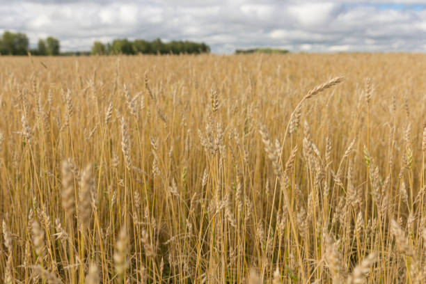 istock Yellow grain ready for harvest growing in a farm field 950300452