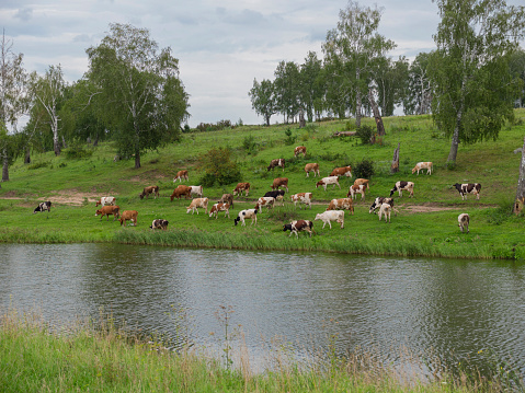 Landscape with a herd of cows in the on coast of the lake cinemagraph.