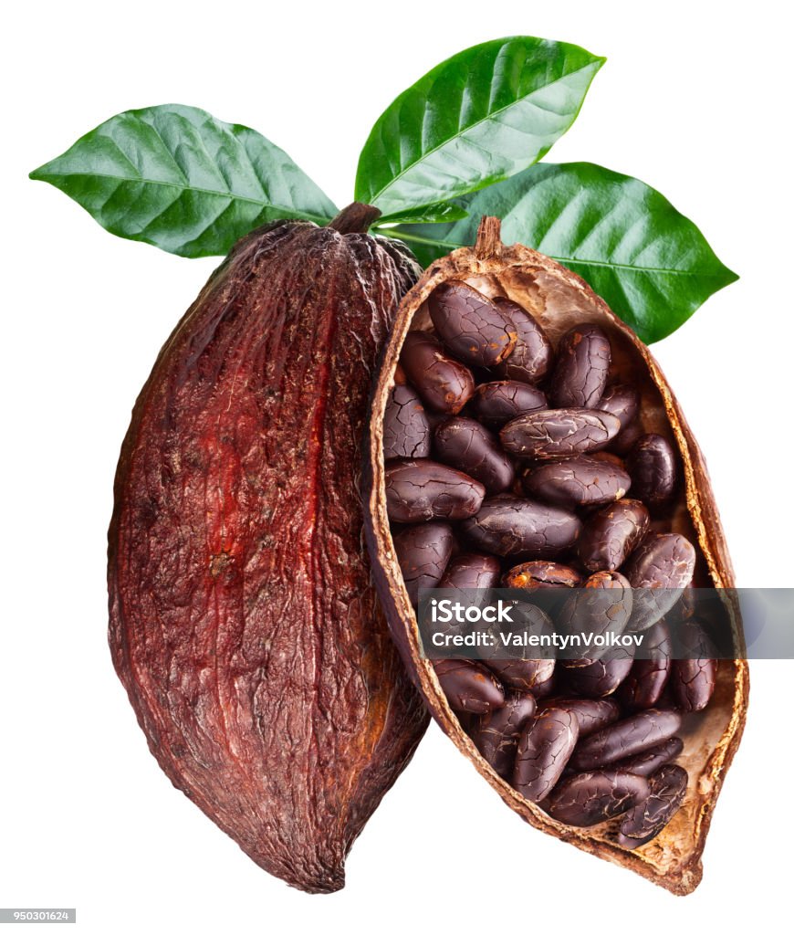 Open cocoa pod with cocoa seeds which is hanging from the branch. Open cocoa pod with cocoa seeds which is hanging from the branch. Conceptual photo. Clipping path. Cocoa Bean Stock Photo