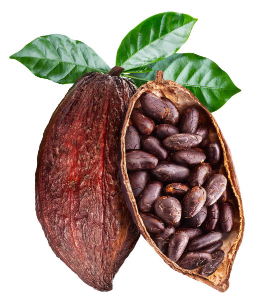 open cocoa pod with cocoa seeds which is hanging from the branch. - pod imagens e fotografias de stock