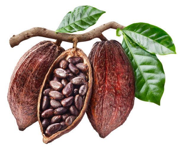 istock Open cocoa pod with cocoa seeds which is hanging from the branch. 950301704