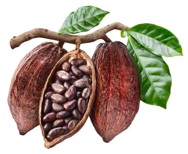 Open cocoa pod with cocoa seeds which is hanging from the branch. Conceptual photo. Clipping path.