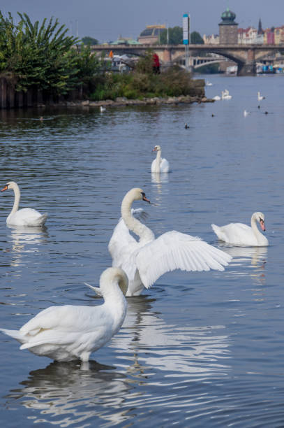 istock swans on Vltava in Prague 950302140