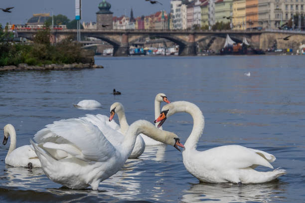 swans on Vltava in Prague stock photo