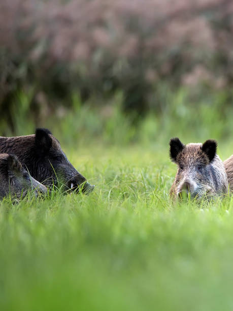 istock Wild boars in the grass 950305968