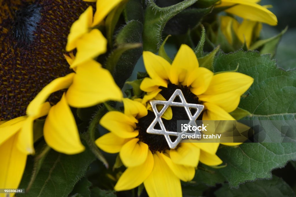 Estrella De David En Una Flor Foto de stock y más banco de imágenes de Arte - Arte, Colorido, Conceptos - iStock Estrella De David En Una Flor Foto de stock y más banco de imágenes de Arte - Arte, Colorido, Conceptos - iStock