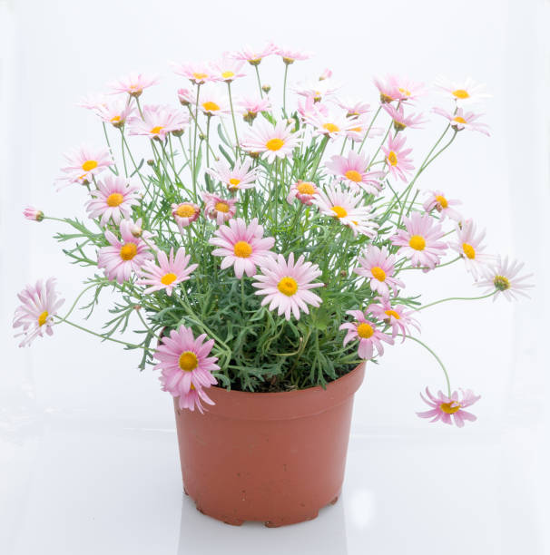 istock flowers in plastic pots over white 950306286