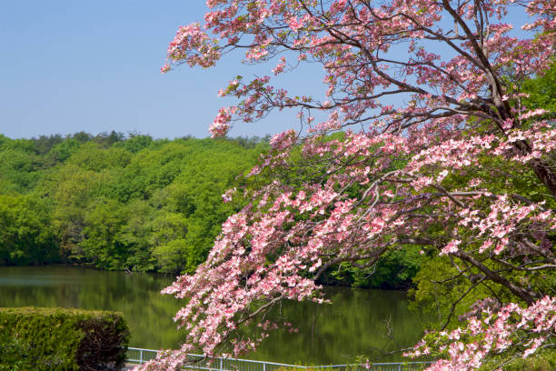 istock Beautiful dogwood flower 950306330