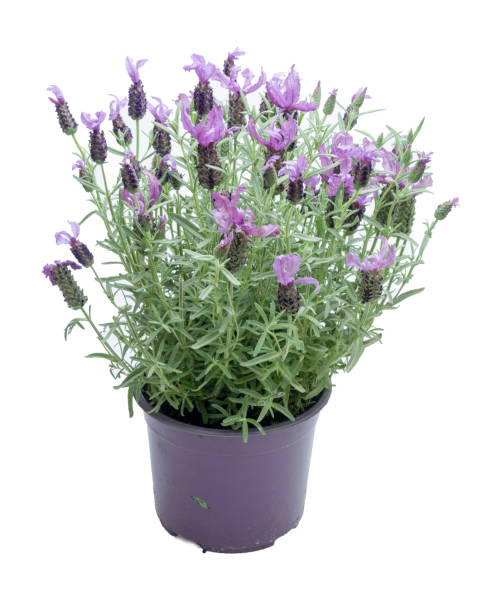 istock flowers in plastic pots over white 950306340