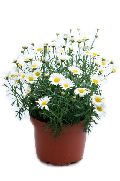 istock flowers in plastic pots over white 950306566