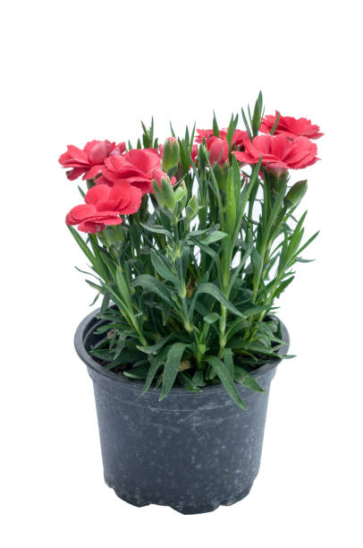 istock flowers in plastic pots over white 950306658