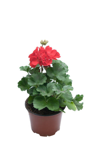 istock flowers in plastic pots over white 950309220