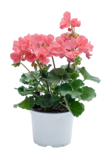 istock flowers in plastic pots over white 950309296