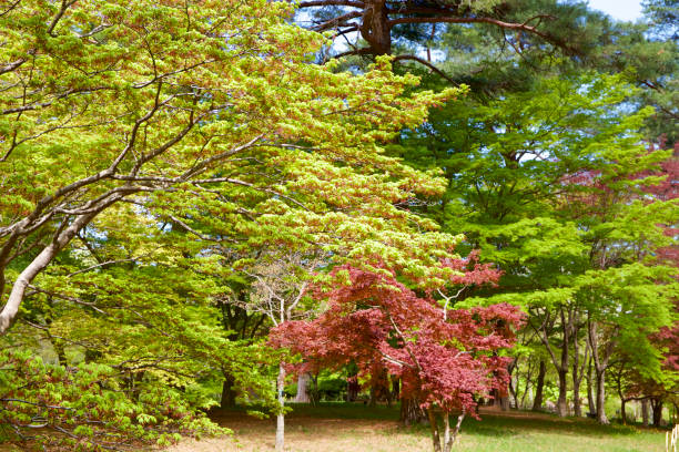 istock Fresh green of maple leaves in spring 950309426