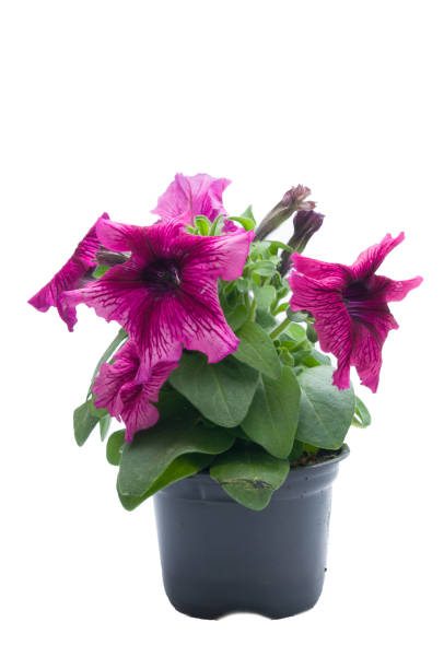 istock flowers in plastic pots over white 950309642