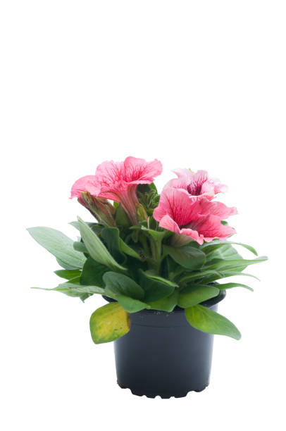 istock flowers in plastic pots over white 950309810
