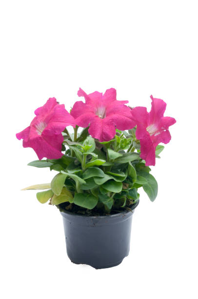 istock flowers in plastic pots over white 950309896