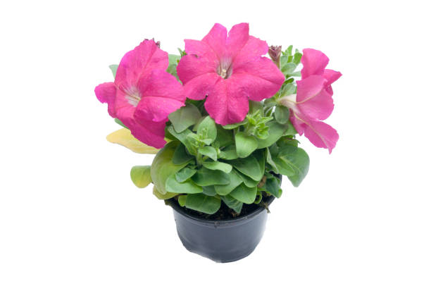 istock flowers in plastic pots over white 950309912