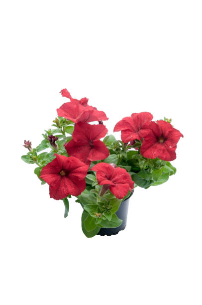 istock flowers in plastic pots over white 950309924