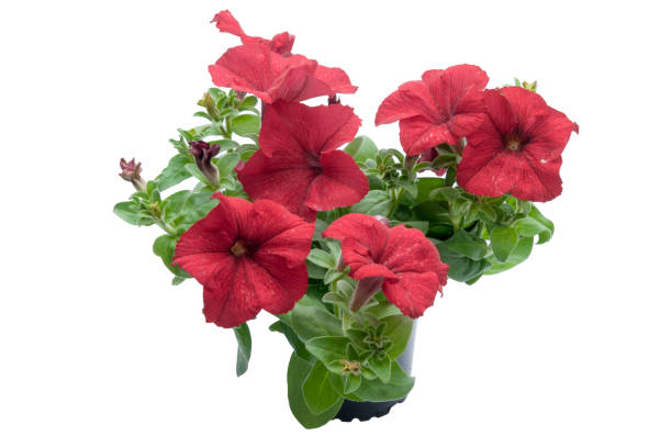 istock flowers in plastic pots over white 950309948