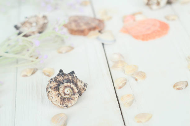 istock blurred image of seashells on wooden background.Travel background 950310062