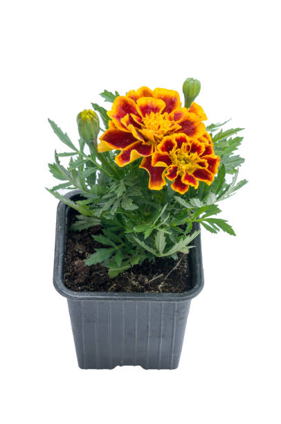 istock flowers in plastic pots over white 950310288