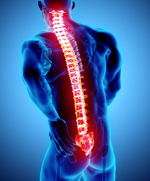 istock 3D Illustration of sacral and cervical painful. 950317754
