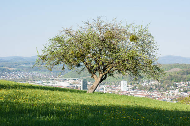 view from the wine trail obertüllinger lörrach, Baden Würrtemberg, germany.