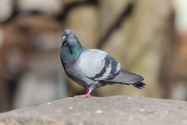 istock gray pigeon in the foreground 950319176