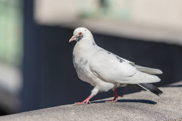 istock white pigeon in the foreground 950319222