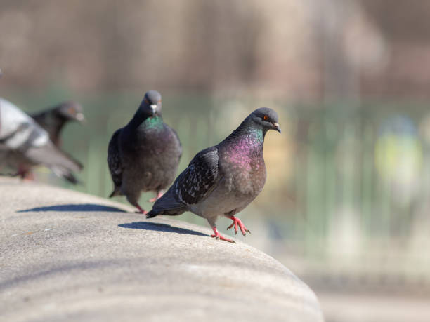 istock gray pigeons in the foreground 950319230