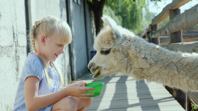 1,993 Llama Animal Stock Videos and Royalty-Free Footage - iStock 1,993 Llama Animal Stock Videos and Royalty-Free Footage - iStock