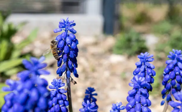 Switzerland Basel, Common grape hyacinth (Muscari botryoides) in full bloom with a honey bee working for honey