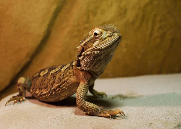 istock pogona henrylawsoni Australian lizard 950328424
