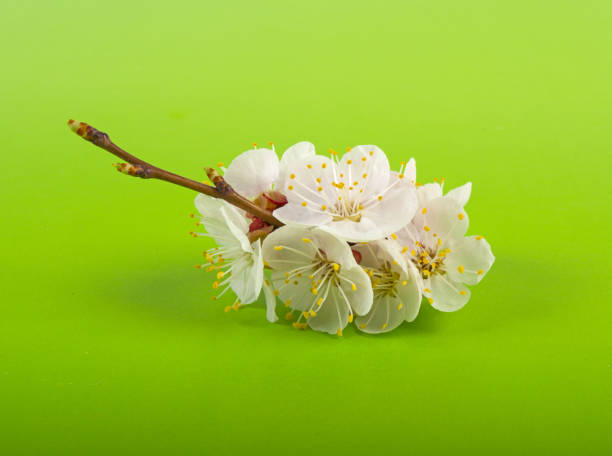 istock twig with apricot flowers on a green background 950328570