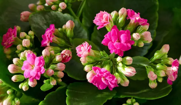 image of indoor plant red flowers Kalanchoe potted closeup